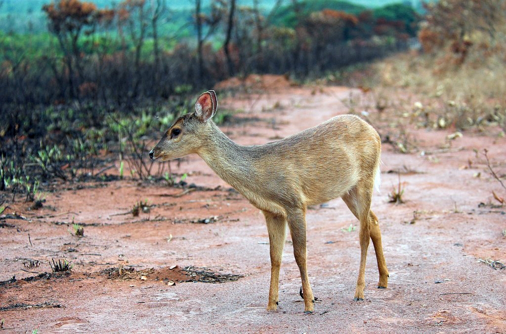 Pampas deer02-01.jpg - Pampas deer  (Ozotoceros bezoarticus), Emas N.P. Brazil 2005